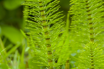 Grande prêle - axe chlorophyllien stérile (Equisetum telmateia)